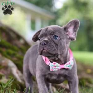 Berry, French Bulldog Puppy